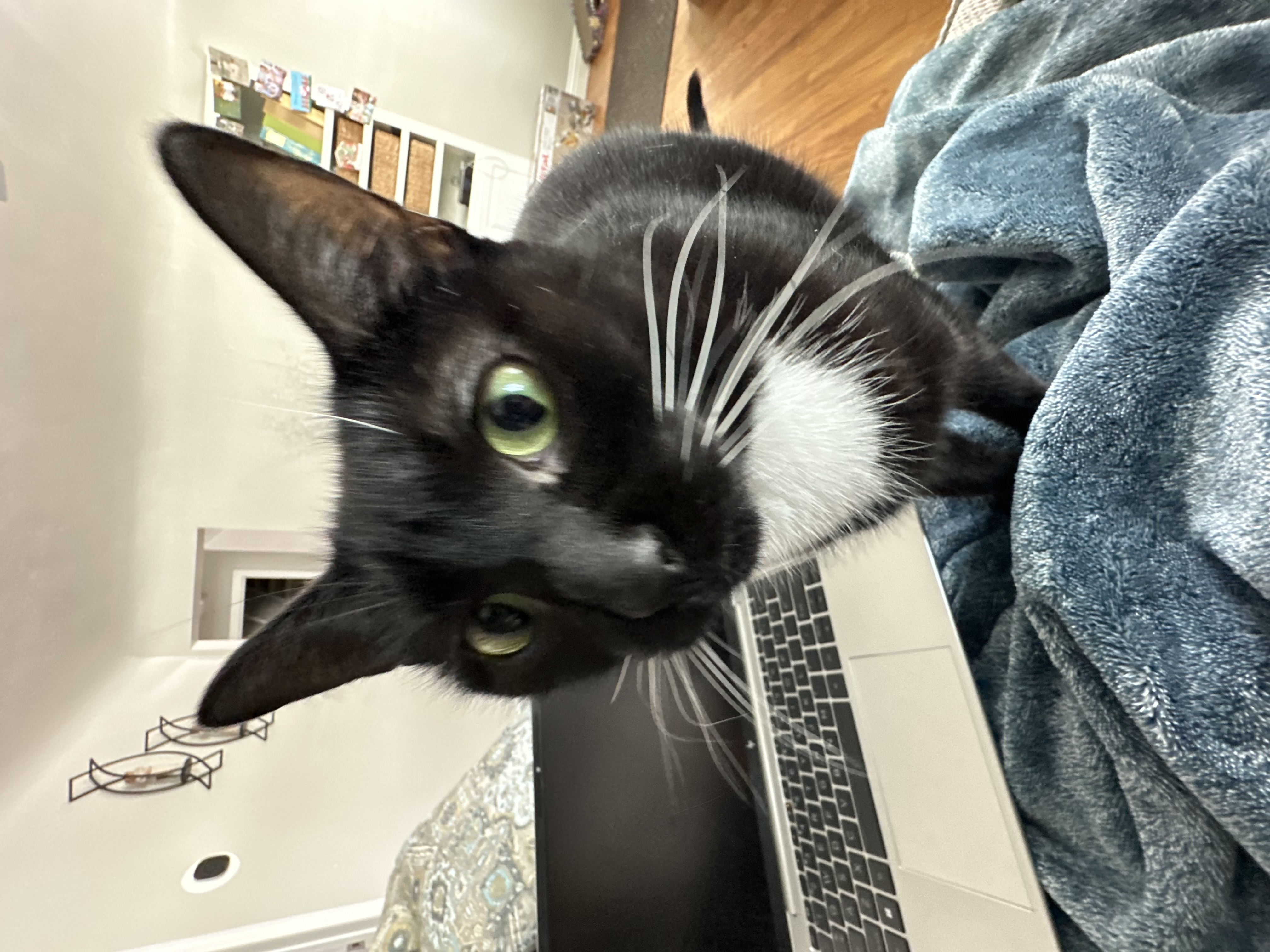 Cute cat that I have met last year